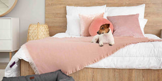 5 Effective Ways to Protect Your Mattress from Pet Pee Accidents