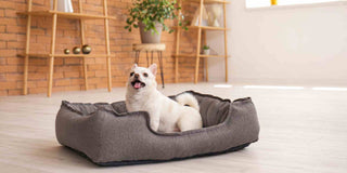 6 Best Pet Beds in Singapore for Small Spaces: A Comprehensive Guide