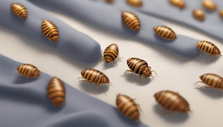 Do Bed Bug Eggs Stick to Clothes? Find Out How to Protect Yourself in Singapore! - Megafurniture