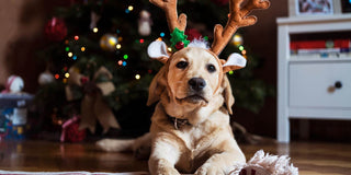 Tips for a Safe and Pet-Friendly New Year’s Celebration - Megafurniture