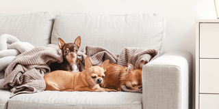 Which Sofa fabric is Best for Pets? - Megafurniture