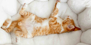 Why Investing in a Quality Pet Bed Can Improve Your Pet’s Health and Happiness - Megafurniture