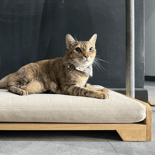 Mara Pet Bed by Zest Livings Singapore